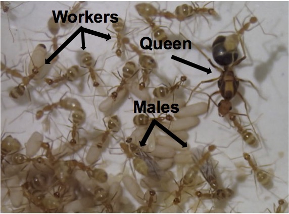 Ants Life Cycle Bilscreen
